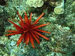 Forme entièrement rouge.