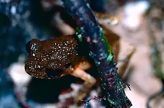 Description de l'image Slender Litter Frog (Leptolalax gracilis) (14681891794).jpg.