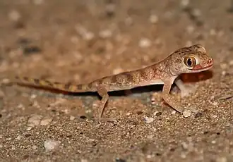 Description de l'image Slevin’s sand gecko (Stenodactylus slevini).jpg.