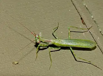 Description de cette image, également commentée ci-après