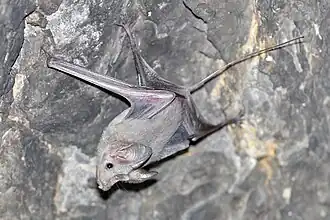 Description de l'image Small mouse-tailed bat.jpg.