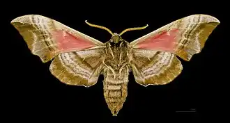 Face ventrale de la femelle(coll.MHNT)