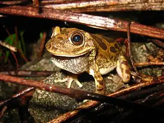 Description de l'image Smilisca fodiens.jpg.