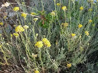 Description de cette image, également commentée ci-après