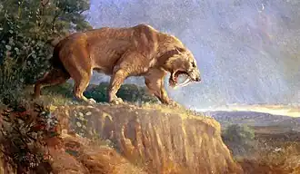 Smilodon, « tigre à dents de sabre ».
