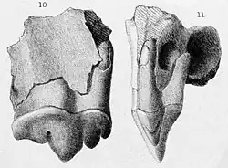 Gravure représentant une molaire (à gauche) et une incisive (à droite) d'un tigre à dents de sabre.