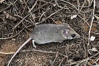 Description de l'image Sminthopsis dolichura 225432371.jpg.