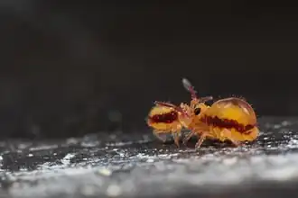 Description de l'image Sminthurides malmgreni courtship (7178213310).jpg.