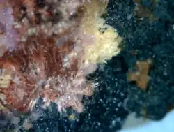 Image illustrative de l’article Smolyaninovite