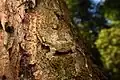 Gecko ptychozoon lionotum