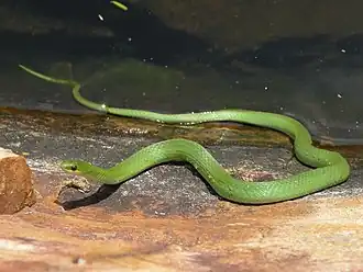 Description de l'image Smooth Green Snake.jpg.
