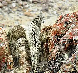 Une panthère des neiges de dos, la tête tournée vers le photographe, son pelage se confond avec les rochers couverts de lichens