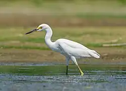 Aigrette neigeuse dans le Jamaica Bay Wildlife Refuge&nbsp;(en) à New York. Aout 2021.