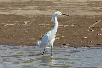 Aigrette neigeuse au Costa Rica
