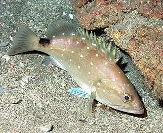 Epinephelus niveatus
