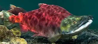 Description de l'image Sockeye_salmon_swimming_right_(cropped).jpg.