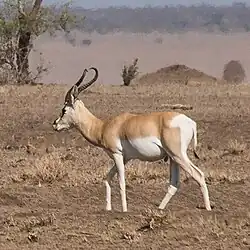 Gazelle de Sömmering.
