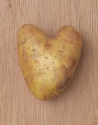 Description de l'image Solanum tuberosum 'Nicola', aardappel.jpg.