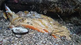 Cette autre Solaster dawsoni a atteint un stade de décomposition avancé.