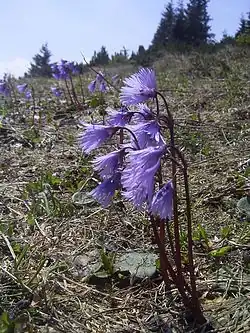 Soldanella alpina dans le Rax.