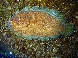 Une sole du genre Aseraggodes