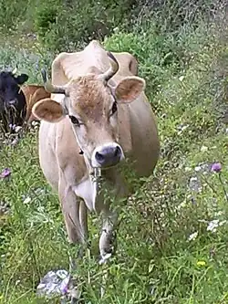 Photo couleur d'une vache prise de face dans une prairie fleurie. L'animal a une robe gris-fauve, un muifle nour cerclé de blanc et des cornes en croissant. Il présente un dos et des hanches au squelette discernable sous la peau.