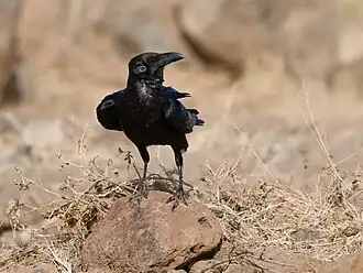 Description de l'image Somali Crow P1019770 DxO.jpg.