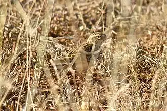 Description de cette image, également commentée ci-après