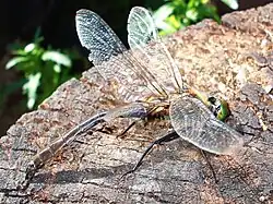 Cordulie métallique (ovipositeur très réduit)