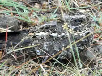 Description de l'image Sombre_Nightjar_JM.jpg.