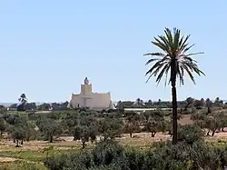 Vue d'une mosquée isolée au milieu d'oliviers, avec un palmier dominant à droite.