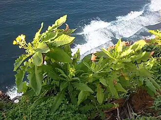 Description de l'image Sonchus congestus - El Sauzal.jpg.