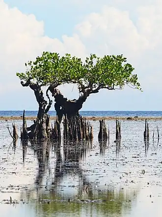 Description de cette image, également commentée ci-après