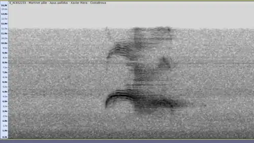 Sonogramme d'un cri typique d'un martinet pâle : fréquence maximale souvent sous 5,5 kHz, fin du cri "brouillée".