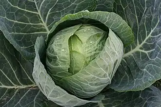 Chou cabus à choucroute d'Alsace.