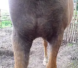 Photographie du poitrail d'un poulain avec des poils noirs.