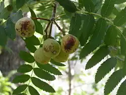 Jeunes fruits pas murs.