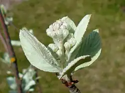 Jeunes f. tomenteuses