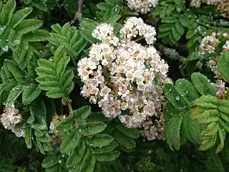 Sorbier de Madère (Sorbus maderensis)