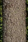 Écorce du tronc
