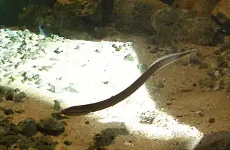 Lamproie de Planer(Lampetra planeri).