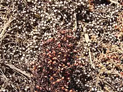 Graines de sorgho rouge et de sorgho blanc.