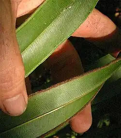 Sores tout le long de la bordure de feuille chez Pteris vittata (de même chez Pteridium aquilinum et les Pellaea).