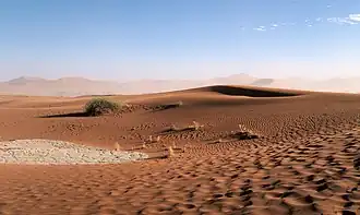 Ondulations dans les dunes entre Sossusvlei et Dead Vleidans le parc national de Namib-Naukluft. Mai 2019.