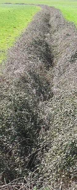 La source du Brionneau.