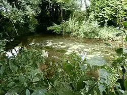 Photographie en couleurs d'un bassin naturel rempli d'eau, entouré de végétation.