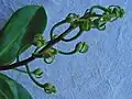 Jeune inflorescence de Souroubea guianensis