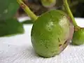Fruit de Souroubea guianensis