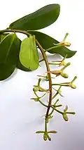 Inflorescence immature de Souroubea guianensis