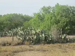Vue de cactus verts dans un champ.